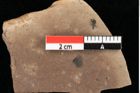 Foto (Detailansicht) von Asterocalyx styriacus Ettingshausen (NHMW-GEO-2024-0188-0422)